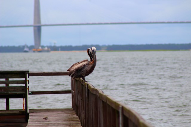Pelicans Dock